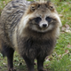 Illustration for article titled Faux Fur Jacket at Kohls Actually Trimmed With Raccoon Dog Pelt